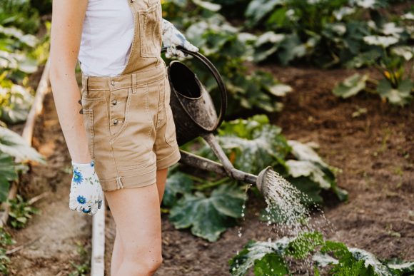 Jak uprawiać warzywa w ogródku domowym: porady dla początkujących ogrodników