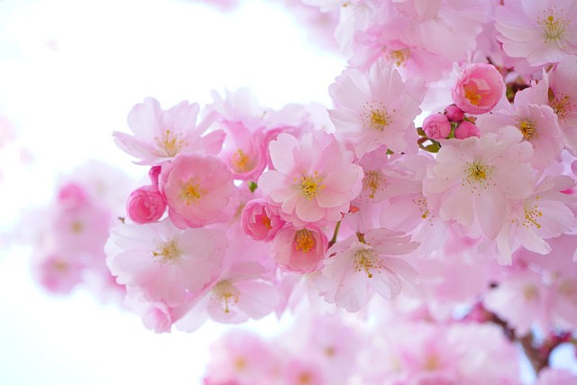 Nawozy do kwiatów: Kluczowe składniki dla zdrowego wzrostu i pięknych kwiatów
