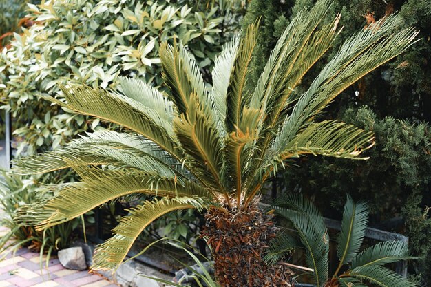 Jak specjalistyczne nawozy dla palm mogą przyspieszyć ich wzrost?