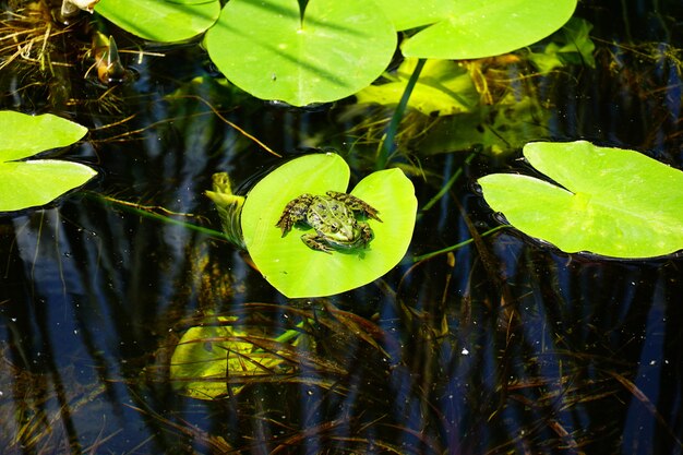 Kreowanie atmosfery spokoju i relaksu za pomocą roślin wodnych w ogrodzie
